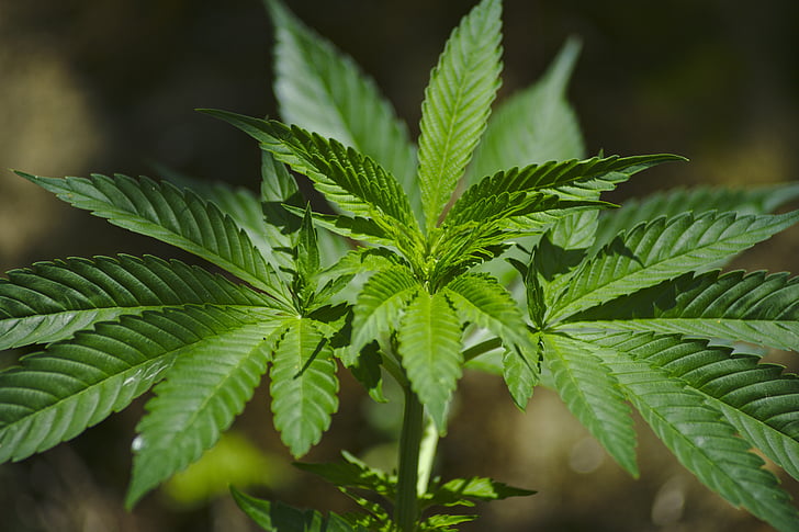 Marijuana